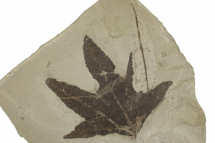 Fossil Sycamore (Macginitiea) Leaf - Green River Formation, Utah #356088